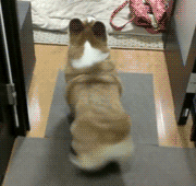 钟丽缇被曝怀孕:4个娃3个爹,她是领衔娱乐圈的情圣