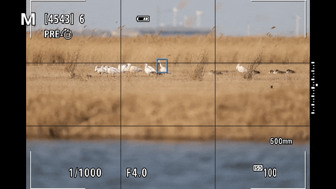 飞羽淬光 佳能EOS R5 Mark II生态摄影深度体验