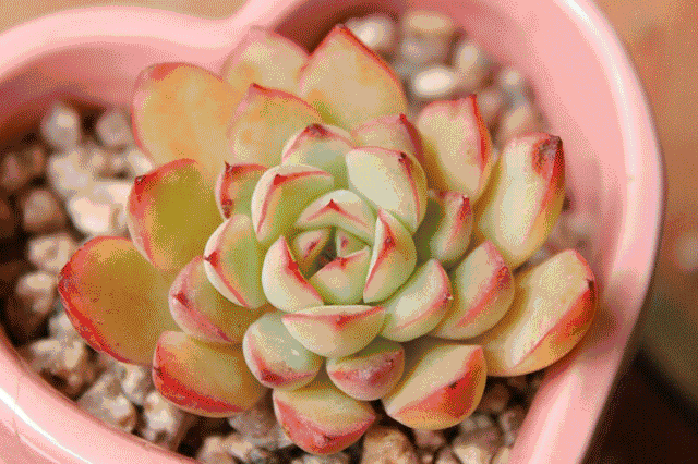 种一次自己的多肉,体验一次绿色生命的开始