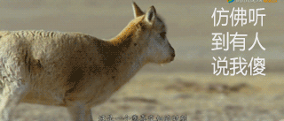 是不是凡是有四个蹄的生物都自带傻狍子气质?