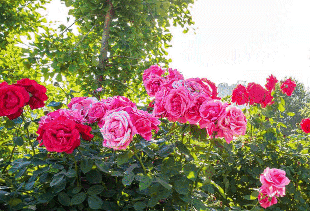 虽说洛阳的牡丹现在已经难寻踪影了 不过洛阳街头的 月季,蔷薇花正