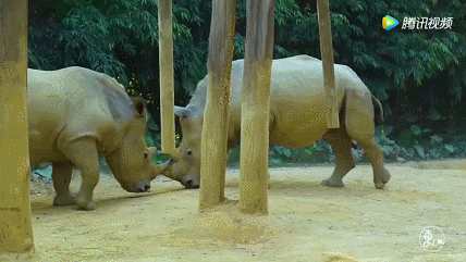 最强动物园 | 脱单大绝招,圣诞节要脱单的都学着点!