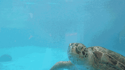 水中畅游的海龟 摄于珠海长隆海洋王国