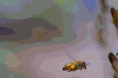 【嗡嗡乐园】第二届中国