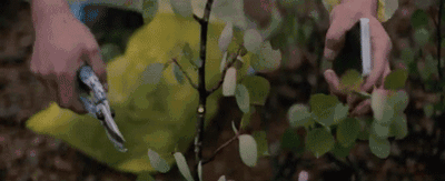 更有趣的是, 他会在婚礼前一天, 带着新人和宾客 到大自然里去摘花剪