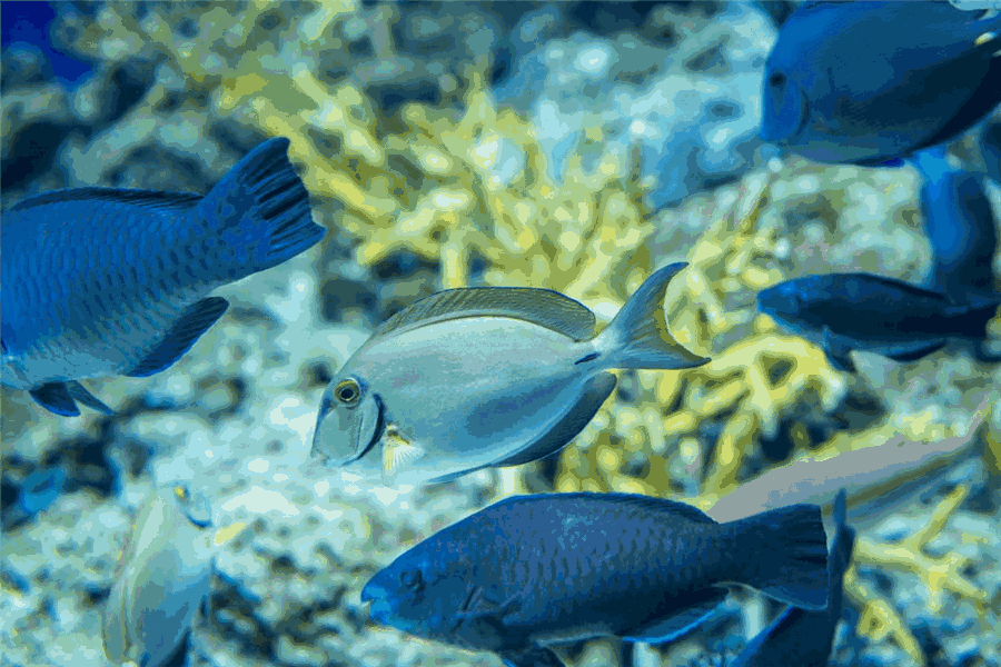 缤纷美丽的鱼类 色彩斑斓的珊瑚 各种各样的奇幻的海洋生物 激发小