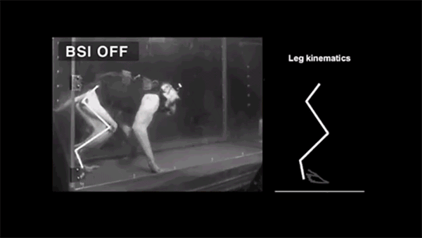 利用无线大脑植入物使脊髓损伤的猴子恢复了行走能力