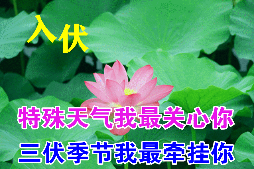 早上好问候祝福动画表情包暖心的入伏早安问候祝福语动态图片表情精选