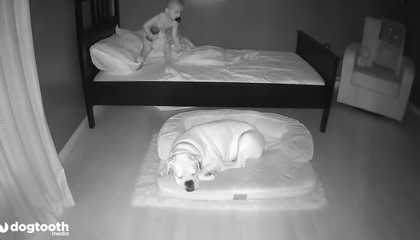 两岁宝宝每天早晨睡醒都在狗窝里，妈妈装监视器一看……笑喷了!