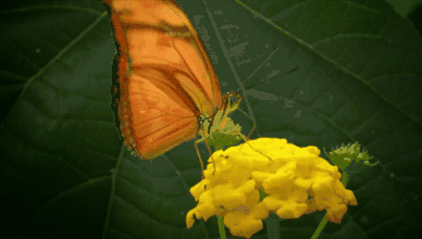 壁纸 花 昆虫 桌面 388_220 gif 动态图 动图