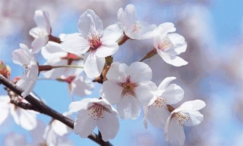 樱花在这里齐聚 紫色,粉色,白色等一同绽放 简直就是一个梦幻唯美的