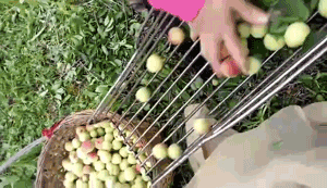 青竹梅水的功效与作用_青竹梅的功效和作用_青竹梅