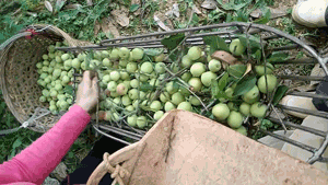 青竹梅水的功效与作用_青竹梅_青竹梅的功效和作用