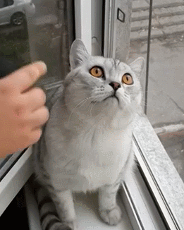 壁纸 动物 猫 猫咪 小猫 桌面 261_326 竖版 竖屏 手机 gif 动态图