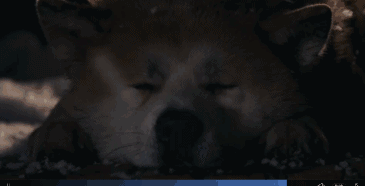 泪目主人住院狗狗在医院门口日夜守候