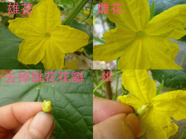 用雄蕊涂抹(或者碰触几下)黄瓜雌花的雌蕊,给黄瓜授粉