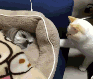 【分享】不是南充人肯定看不懂的成语,笑爆!