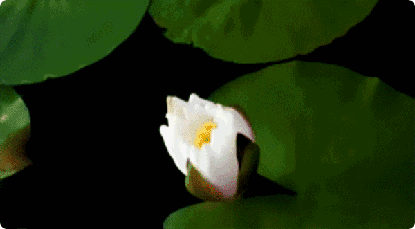 石榴户外 | 7月15日 古猗园荷花睡莲开了,万千风雅等你来