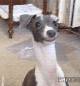 等下等下,我先摆个表情
