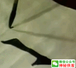 【书法学习】这��我见过最好的魏碑教程!