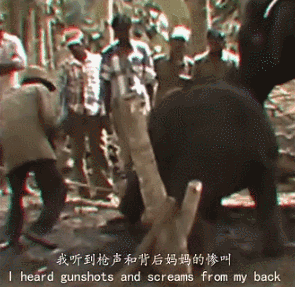 这被封杀的9分钟,全是人类最丑的样子|野生动物|大象