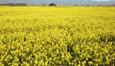 壁纸 成片种植 风景 植物 种植基地 桌面 400_230 gif 动态图 动图