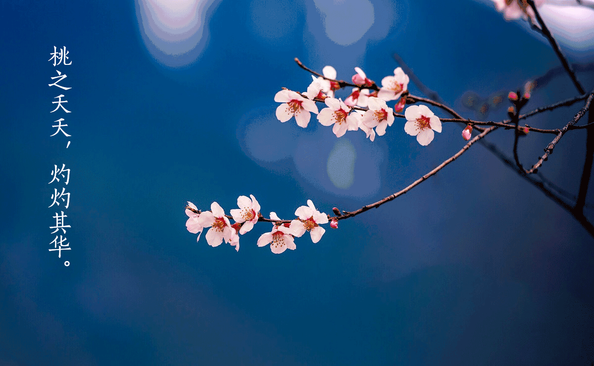 每年三月底四月初,绯红的桃花在山坡上,雅江畔绽放出了一整片"海洋".