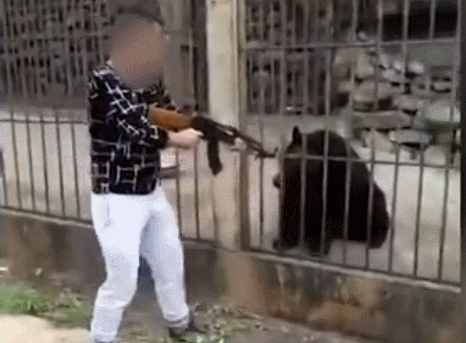 枪杀黑熊的男子查出来了!