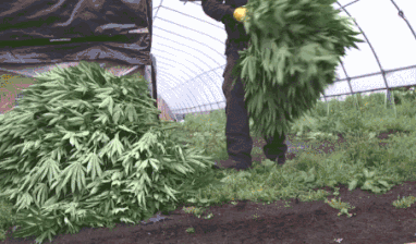 监守自盗,多伦多合法大麻机构竟非法种了4000株大麻!已被警方排查