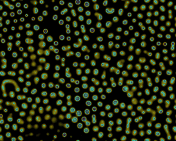 反应扩散方程模拟