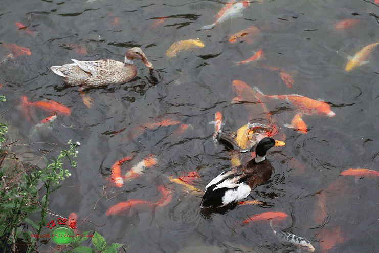 长清马山25亿元打造锦鲤文化小镇