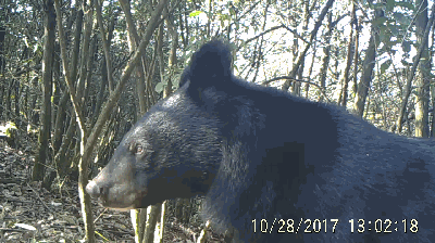 对视 摇头晃脑 卖萌 开化南华山监控拍到珍稀黑熊!你是来玩抖音的吗?