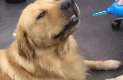 壁纸 动物 狗 狗狗 405_263 gif 动态图 动图