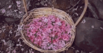 家种葡萄树吉祥吗_好讲究葡萄树种家里好不好_家里种葡萄树好不好有什么讲究吗