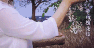 家里种葡萄树好不好有什么讲究吗_家种葡萄树吉祥吗_好讲究葡萄树种家里好不好