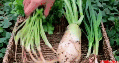 家里种葡萄树好不好有什么讲究吗_家种葡萄树吉祥吗_好讲究葡萄树种家里好不好