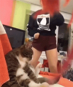 猫看到主人对着镜头在跳舞，还跳得这么起劲，猫都看懵了!