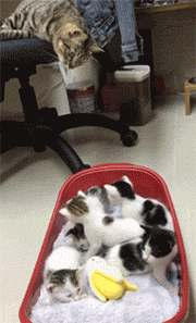 猫妈妈为了不跟奶猫挤在猫窝，好让它们有更多的空间，于是..