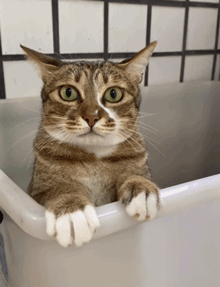 网友表示家里猫上厕所时，会这样抖抖抖，感觉每个脚趾都在用力!
