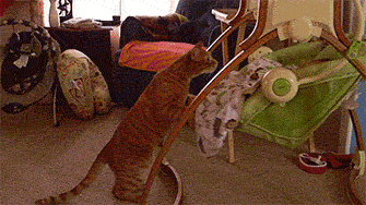 谁说怀孕不能养狗,被打脸啪啪啪了吧-怀孕期