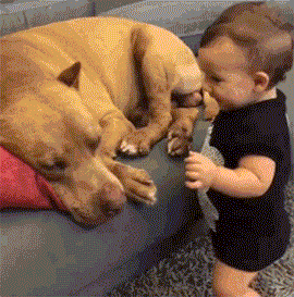 谁说怀孕不能养狗,被打脸啪啪啪了吧-怀孕期