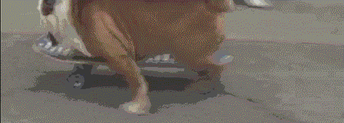 狗子,蒂尔曼因为一次机缘巧合,把主人踢飞的滑板当成了玩具,从此一发