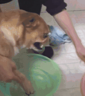 铲屎官给狗狗洗爪子时,它那呲牙咧嘴的表情瞬间亮了!