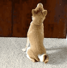 它们可以自己挖 ▼ 挖不出来也要挖 ▼ 它不仅喜欢从洞里看世界 还