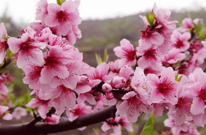 说到桃花,最出名的当属林芝的桃花,一大片粉色花海,美的不像人间.