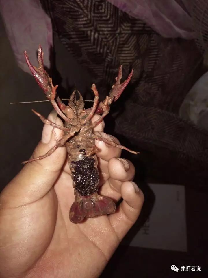 即便是没有性成熟,也能进行交配,但是大多小龙虾交配出现在卵转为黑色