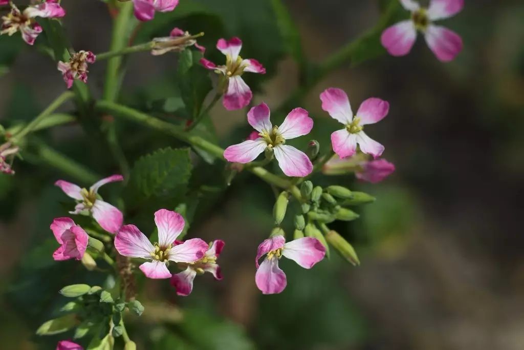 小白菜(上海青)和大白菜