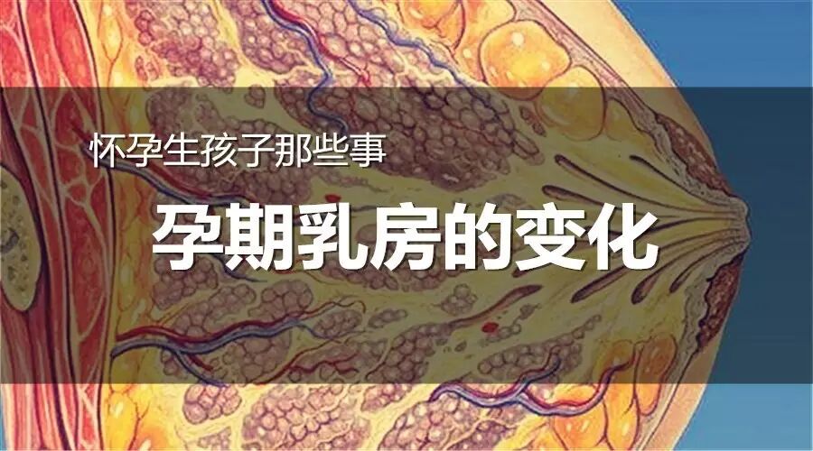 怀孕生孩子那些事 之 孕期乳房的变化-怀孕期