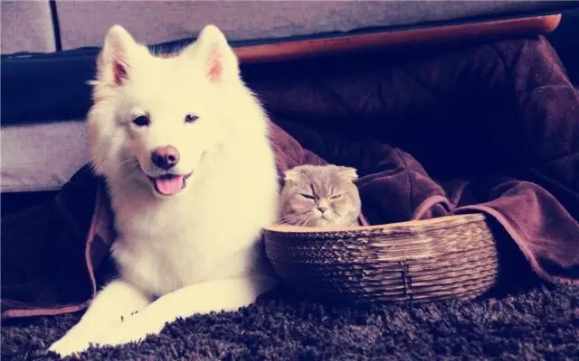 【重发】怀孕生孩子那些事 之 狗狗是被冤枉的-怀孕期