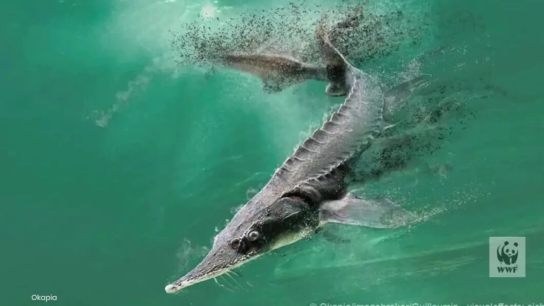 就在昨天，白鲟最终被正式宣布灭绝-1